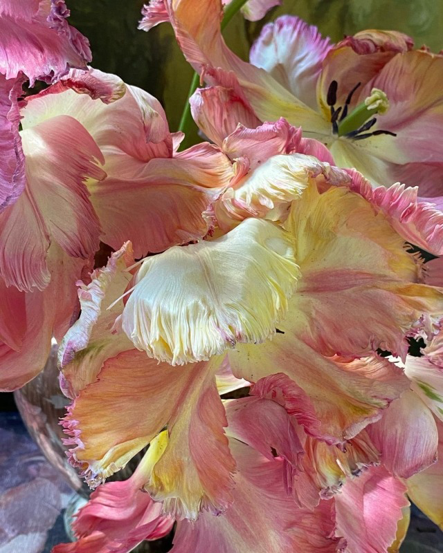 ๐ฑ๐พ๐๐๐๐ ๐ฏ๐๐น๐๐ tweet media