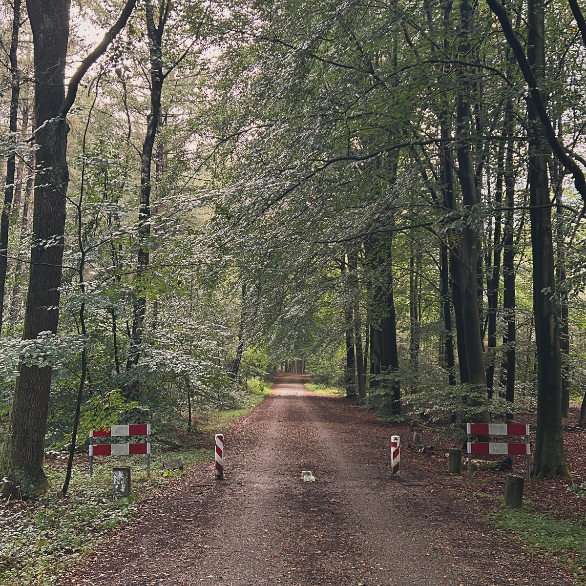Komt u vanmiddag ook naar onze open dag? U kan de bossen van Maarn rijden, dat scheelt waarschijnlijk reistijd en geeft u een mooie. Tot vanmiddag tussen 13 &amp; 16 uur. 
#burendag #coa #leersum #opendag