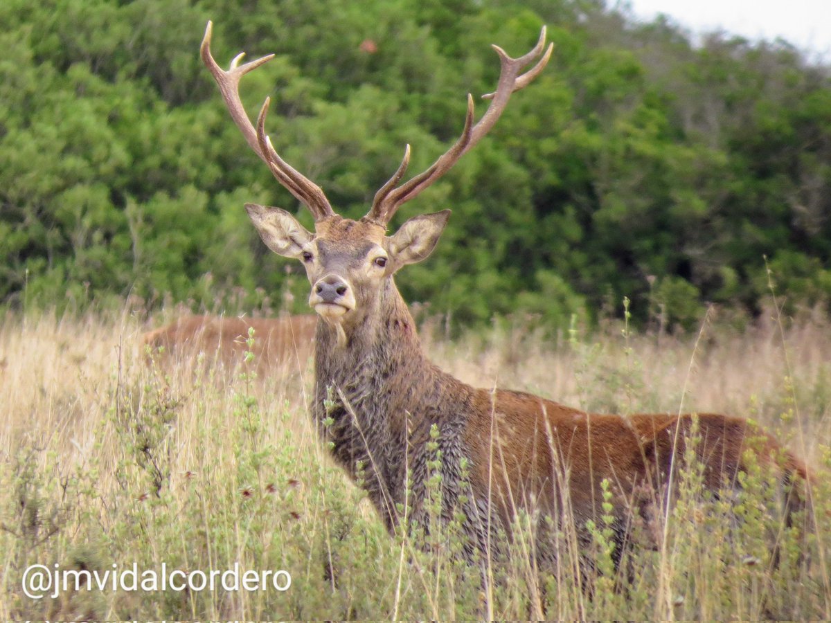 J. Manuel Vidal-Cordero (Mirmeco_Cosas) tweet media