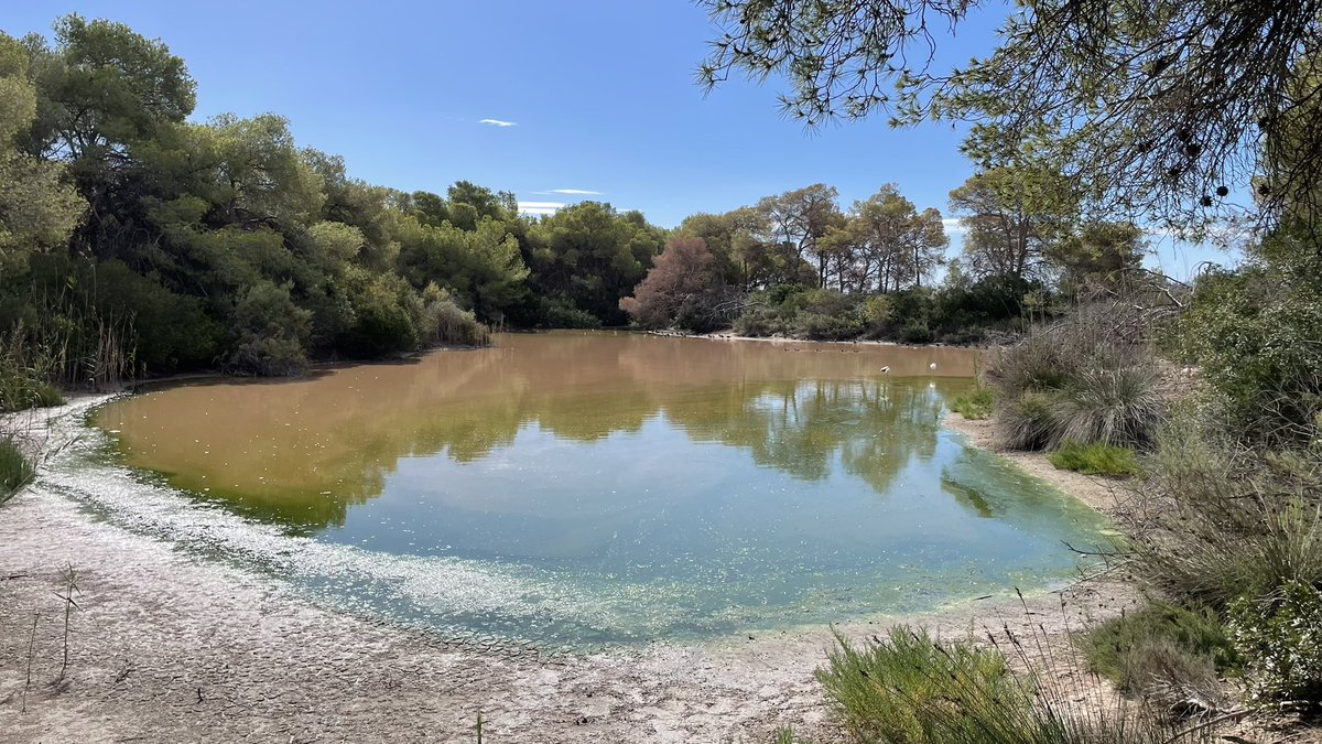 batidivulga's tweet photo. No podía finalizar estos días de Geomorfología Litoral en #GEOLIT24 @CGAT_UPV sin visitar unos de nuestros #humedales más importantes: la Albufera. Qué grata sorpresa!
#AlbuferadeValencia https://t.co/O1nEn2bLVk