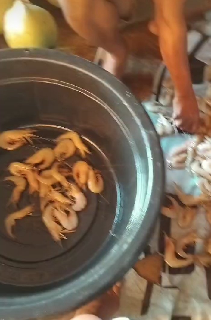 r_luhkan's tweet photo. Selasa (24/09), Setia Rahman, Luhkan Kab.KotaWarTim, melaporkan hasil tangkapan udang Dogol, Milik Bapak M. Taher, Nelayan Desa Sei Ijum Raya, Kec. Mentaya Hilir Selatan, sebanyak 122 Kg,Harga 50.000/Kg
#GiatLuhkanSatminkalGONDOL
#Produksi #KotaWarTim
@RISET_GONDOL @bppsdm_kp https://t.co/wGKT0oY7UF