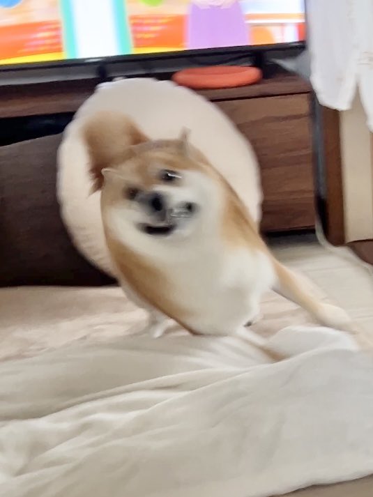 fufufufufu_ta's tweet photo. コーナーを攻める犬の残像