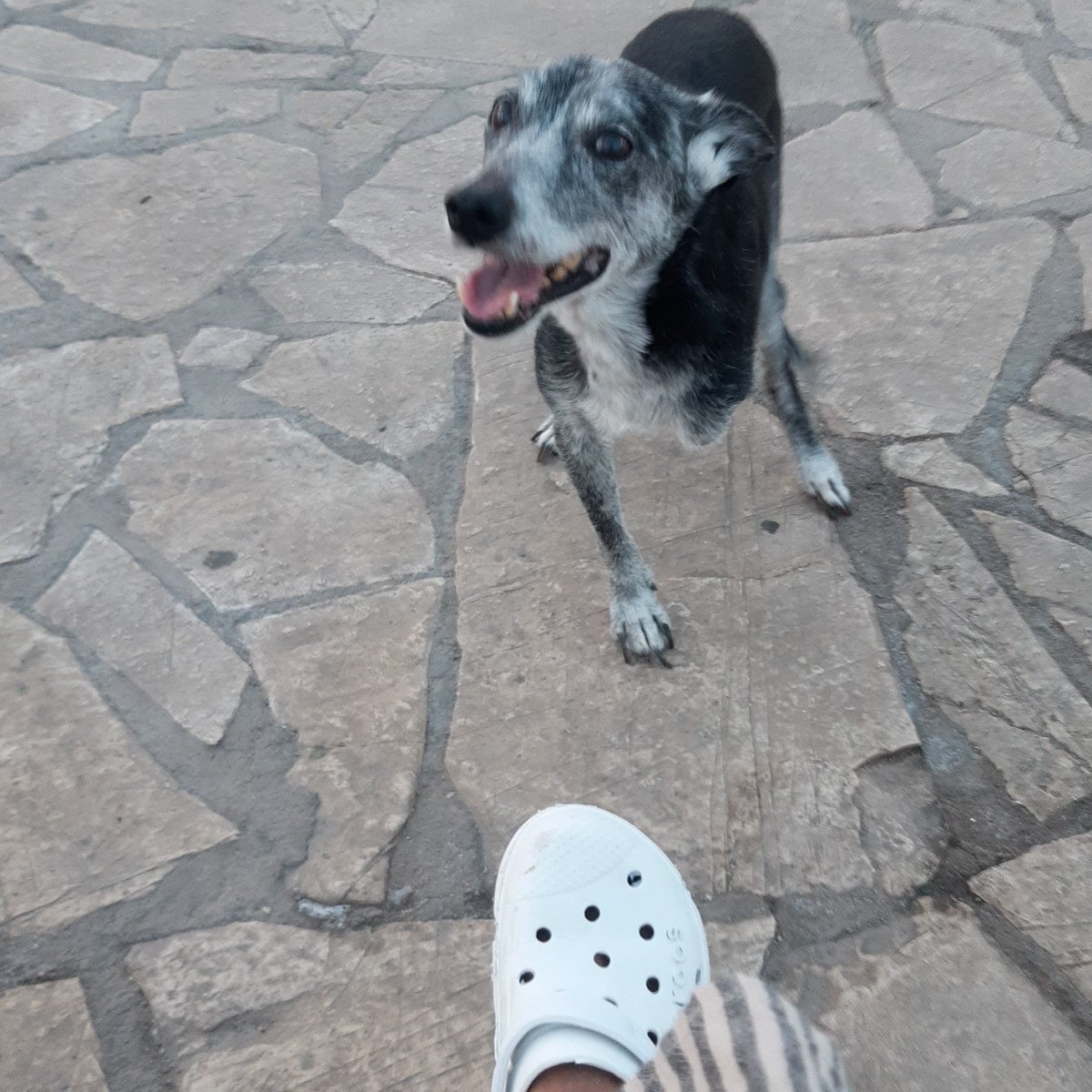 antonellamalu4's tweet photo. #cioPerCui vale la pena di cercare una soluzione per il mio vecchietto 💞 jaktrezampe https://t.co/zfvrrGrGkw