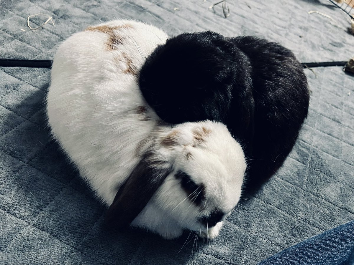 EmeraldRhapsod1's tweet photo. This is the photo of my boys that inspired the bunny heart pin.  Shares and reposts are greatly appreciated! 💕 https://t.co/qyDmG7z057