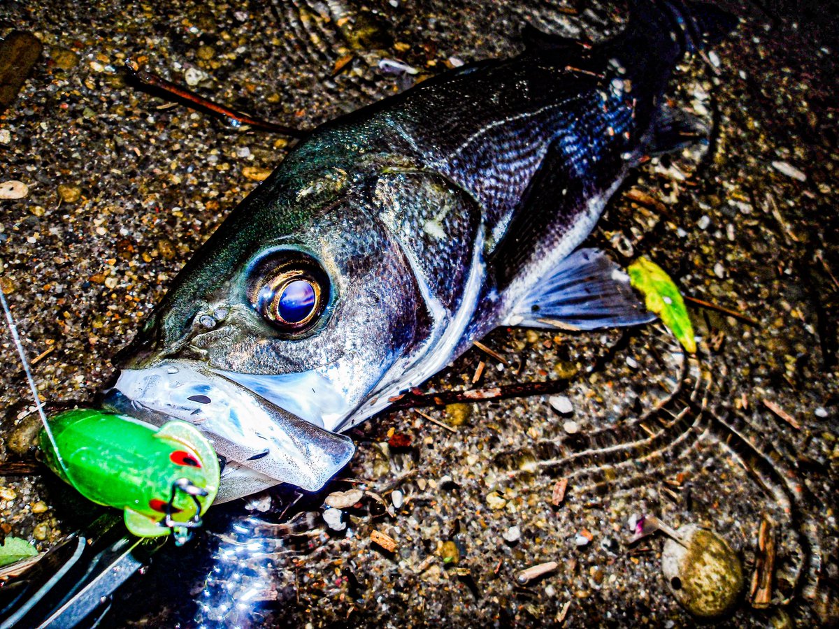 seabassLBD's tweet image. Xになってからひらく頻度が低すぎて上げ忘れが多い....

とりあえず、サヨリにはレクター111Fとフリルドスイマー115Fも反応してくれる

フリルは売ってないんだよなぁ

レクターはfimoショップでも買えるから補充するのには困らない😋

#fimoショップ #PR