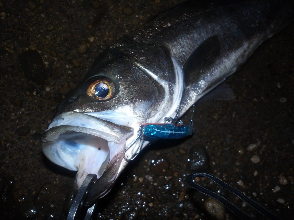 seabassLBD's tweet image. Xになってからひらく頻度が低すぎて上げ忘れが多い....

とりあえず、サヨリにはレクター111Fとフリルドスイマー115Fも反応してくれる

フリルは売ってないんだよなぁ

レクターはfimoショップでも買えるから補充するのには困らない😋

#fimoショップ #PR