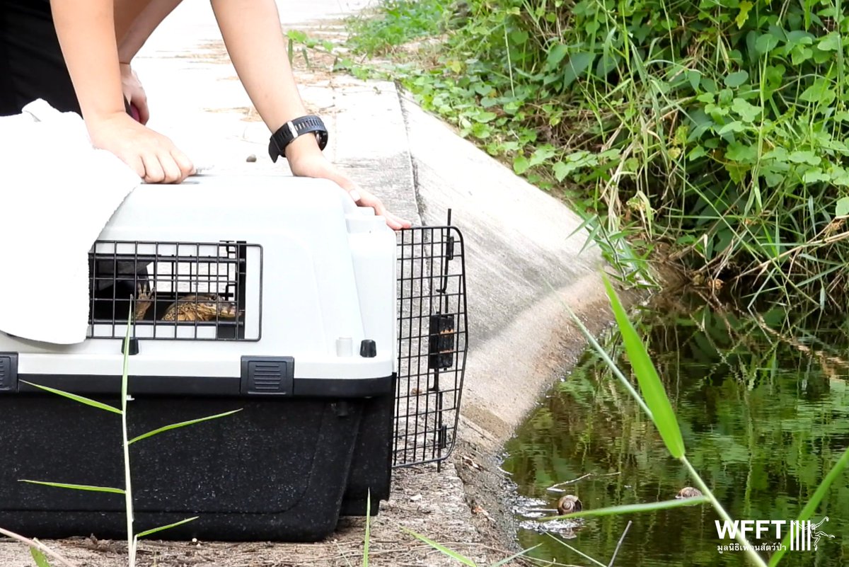 WFFThailand's tweet image. #Rescued, #Treated &amp;amp; #Released! Last week, a staff member found a wild #monitorlizard caught in a branch and fishing line. After removing a baited hook from her mouth at our #wildlife hospital, our team treated her wound &amp;amp; she was released back into the wild the same day! 🦎