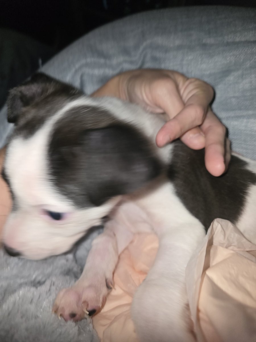 ReidSoapCo's tweet photo. PECAN IS ON HER WAY HOME! 
She is sweet as pie inquisitive and acting like a baby puppy chewing on me. I love her so much.

Thank you so much everyone. 

Tomorrow we will likely get to bring home Cashew and Willow they are doing very well tonight. https://t.co/L3wmJOfUJX