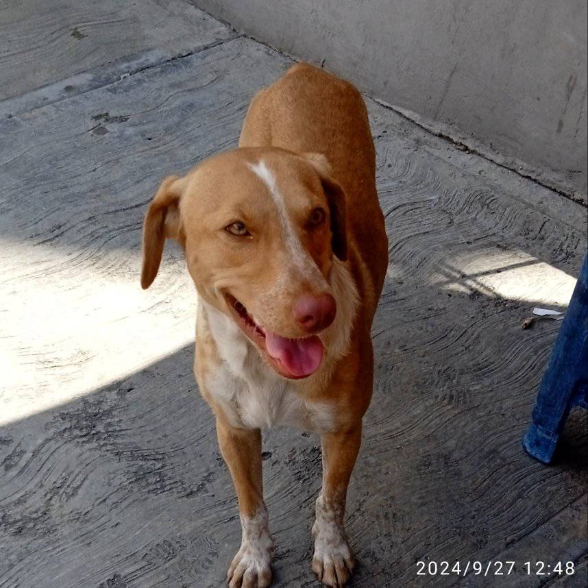 PerroUsuario's tweet photo. Hermoso perrito no se sabe si está extraviado o abandonado, es aún cachorro, muy cariñoso, debe tener como 8 meses, La Campiña, Caracas 412-6177735 Dejar mensaje al WhatsApp
Adopción o temporal urgente https://t.co/nPVg1K2Xfg