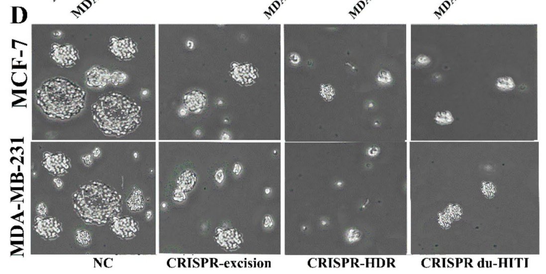 SmutClyde's tweet image. Some peer-reviewers looked over these images and thought &quot;Yes, that&apos;s exactly what mammospheres and colony plates and Transwell images should look like!&quot;