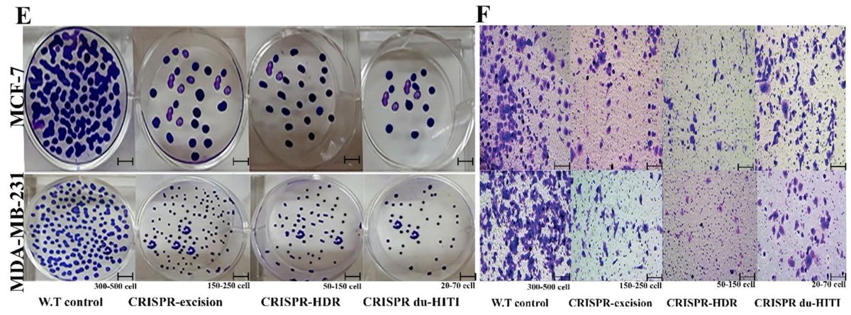 SmutClyde's tweet image. Some peer-reviewers looked over these images and thought &quot;Yes, that&apos;s exactly what mammospheres and colony plates and Transwell images should look like!&quot;