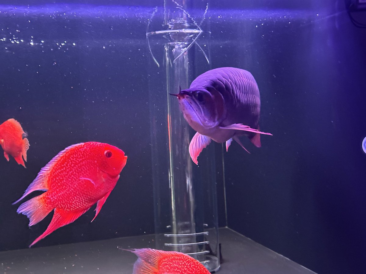 久しぶり登場のステゴザウルス
#アジアアロワナ
#アルティマ