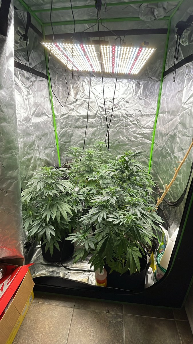 ShawnieSwisher's tweet image. having a weed baby guys
#SMOKEDATSHIT