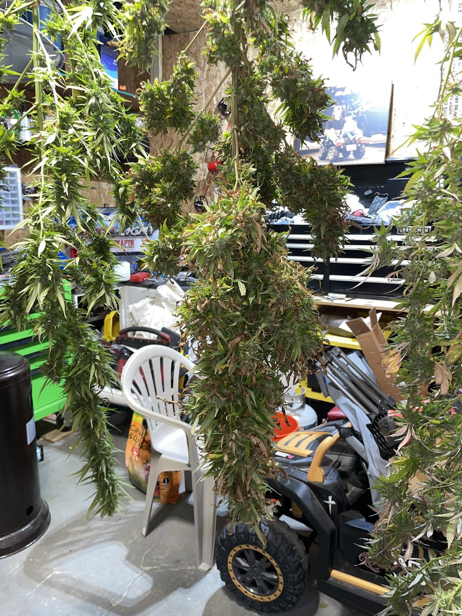 ShawnieSwisher's tweet image. having a weed baby guys
#SMOKEDATSHIT