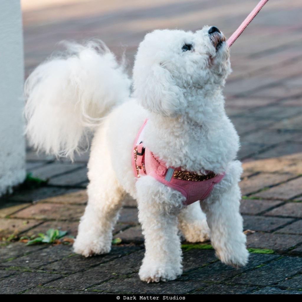 Dark Matter Studios tweet media