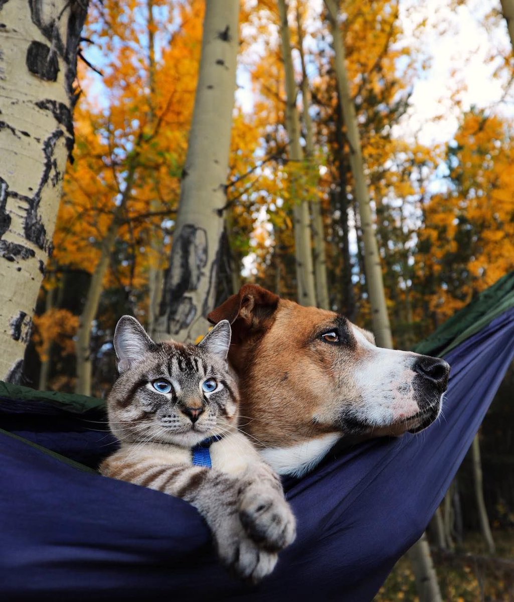 marie_nassar's tweet photo. Good morning X-Friends…Happy Saturday ☕️🌼🍂🍁🐈🐕🧡

#SaturdayMorning 🌼 #CoffeeTime ☕️ #HappyWeekend 💐 #AnimalLovers 🧡 #StayPositive 🤎 #PeaceAndLove 🕊️ https://t.co/9Hl7cFggNy