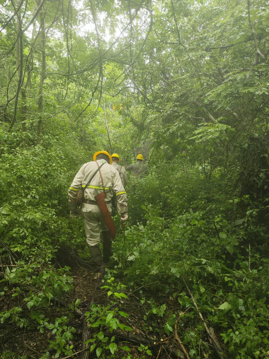 Con la pronta acción de 716 trabajadores, 95 grúas y 61 plantas de emergencia, la <a href="/CFEmx/">CFEmx</a> normalizó el servicio eléctrico a los usuarios afectados por la tormenta tropical John en solo 9 horas. shorturl.at/3Vh3h