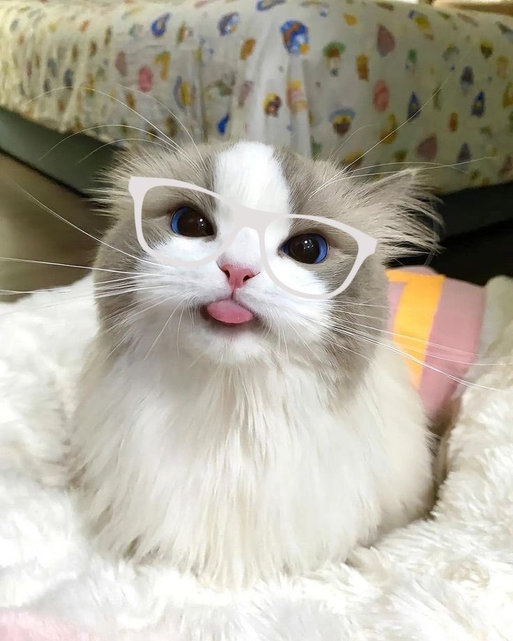 AXEL BLONDE AXEL KUCING BYEEEE TERLALU GEMAS #axelots