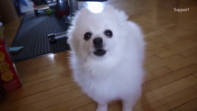 BORK tweet media
