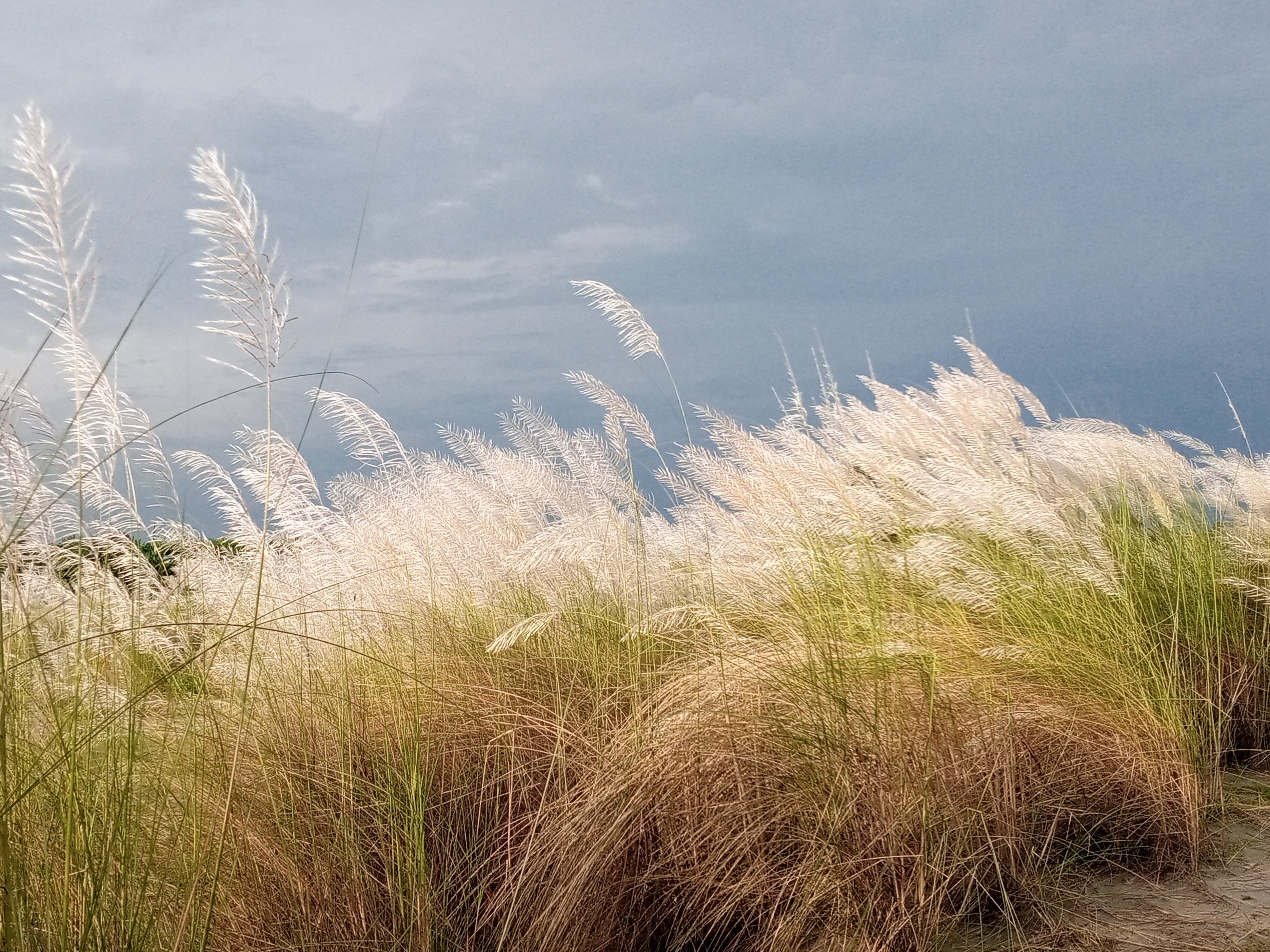 হোসেনপুরে শরৎ শুভ্রতায় ভূবন মোহিনী রুপ