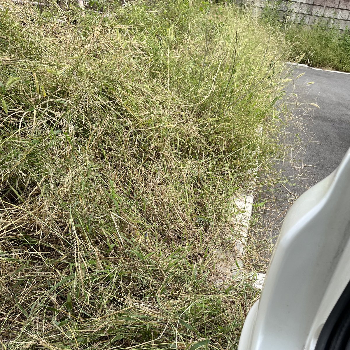 GUGES_99_STUDIO's tweet photo. 秘密基地建造作戦DAY18
いつもの草刈り作業、半日のみ。隣との境界エリアもワサワサ成長中。今日は安価除草剤を試してみる。まぁ・・あまり効かないだろうけど。
#GFK_RCCC https://t.co/VMLp5GIaja