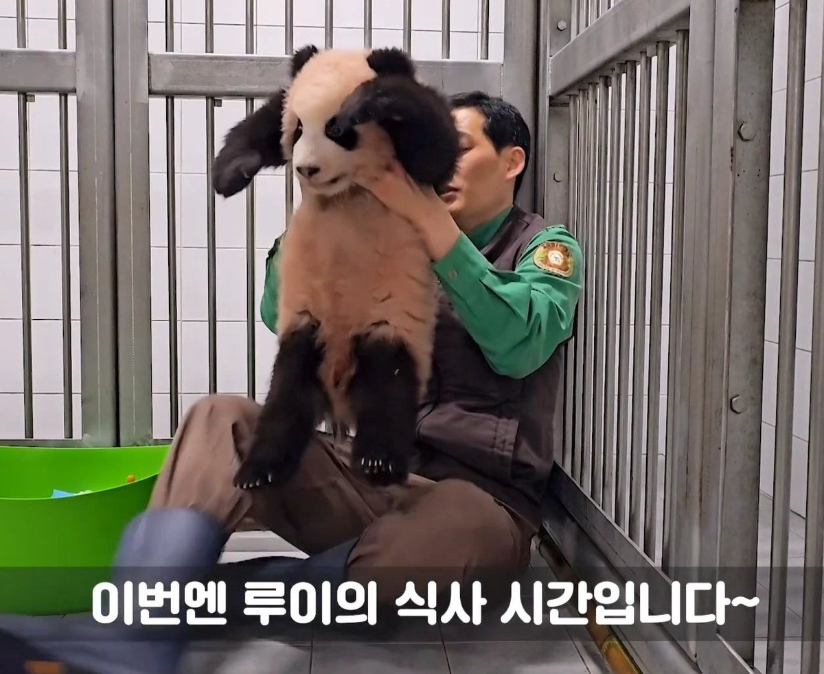 baro_oneul's tweet photo. 앉아서 가볍게 들어올렸던 루이가 이만큼 컸어요 https://t.co/jrSm43vwDc