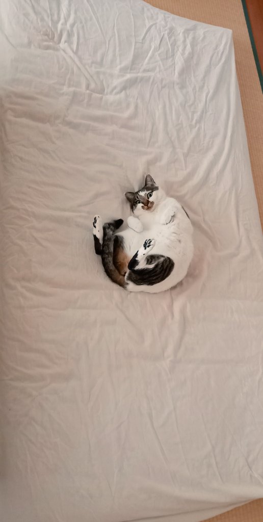 uchaume's tweet image. #ねこかわいいね
客布団ウェーイ