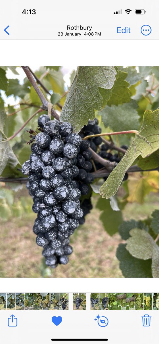 Liz Riley tweet media