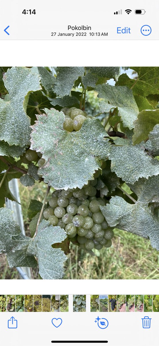 Liz Riley tweet media