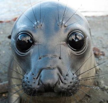 if you see this tweet im looking at you like this