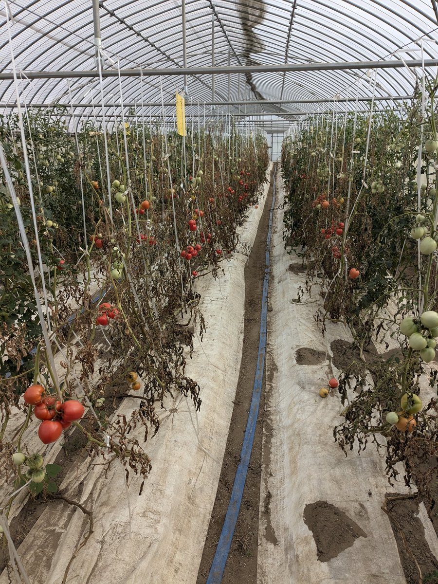 今年のこのハウス青枯病の猛威がものすごい