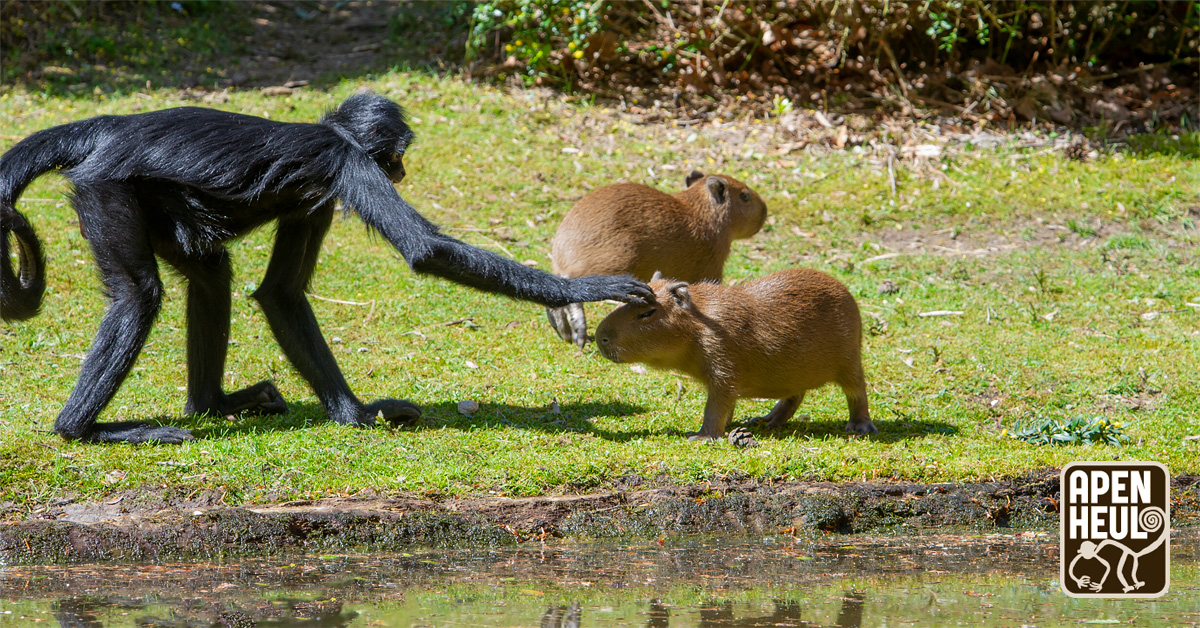 Het is Burendag! En déze twee bijzondere buren in ons park zijn je vast opgevallen als je Apenheul wel eens hebt bezocht: capibara's en slingerapen 😃 Heb jij ook zulke leuke buren? 🤩
apenheul.nl/nieuws/2023/09…
#burendag2024 #burendag #buren #samen #capibara #slingeraap