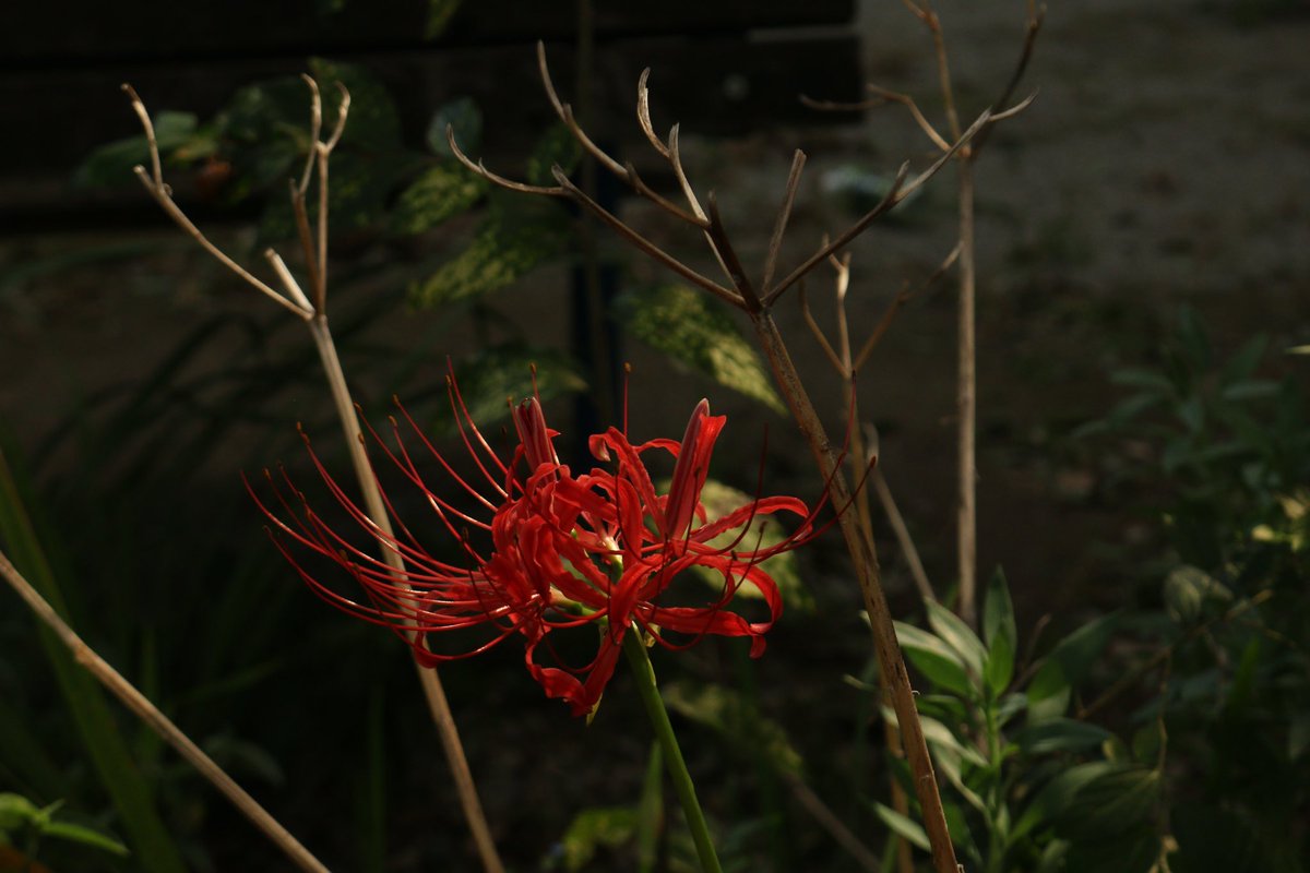 そして今日、撮ってきたやつ。

アンケートとろうと思ったけど画像をupするとアンケート機能が使えん！！

で、どっちが好みかコメント残してくれると嬉しいんだお(　-`ω-)✧