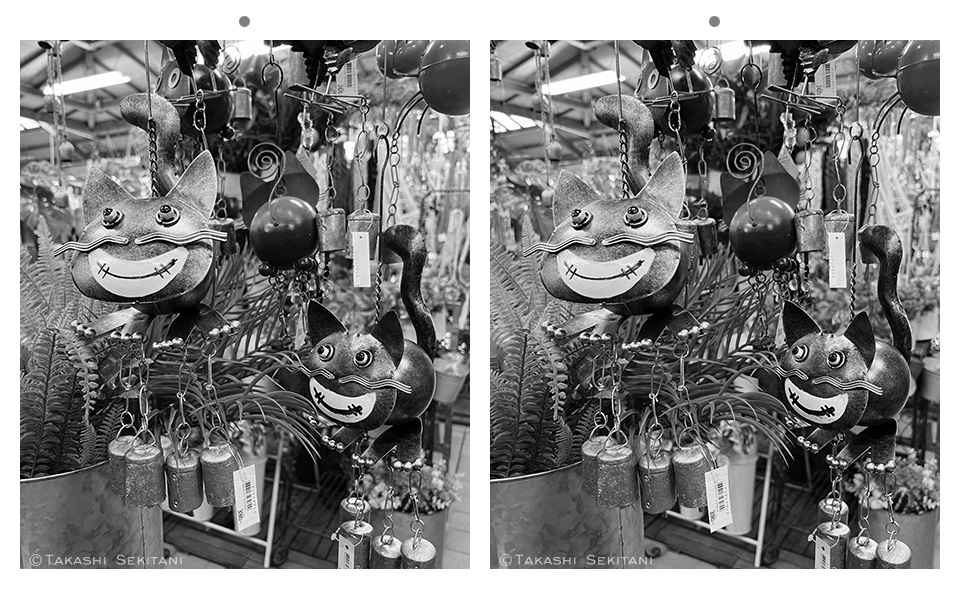 takashi_sekitan's tweet image. Cats at a flower shop, in Parallel view #stereoscopic #立体写真 (平行法)