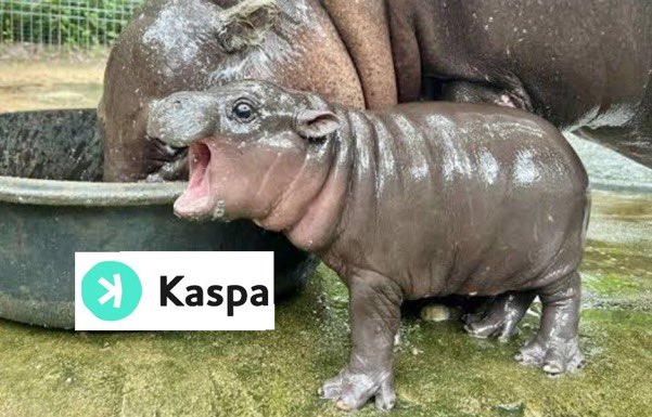 JimmyD046430668's tweet photo. Is there cats AND a baby hippo in this Kas crystal ball???🦛🦛🦛🚀🚀🚀#ModengKRC20 #CatsonKRC20 #Kaspa https://t.co/pkPUkMOS8z