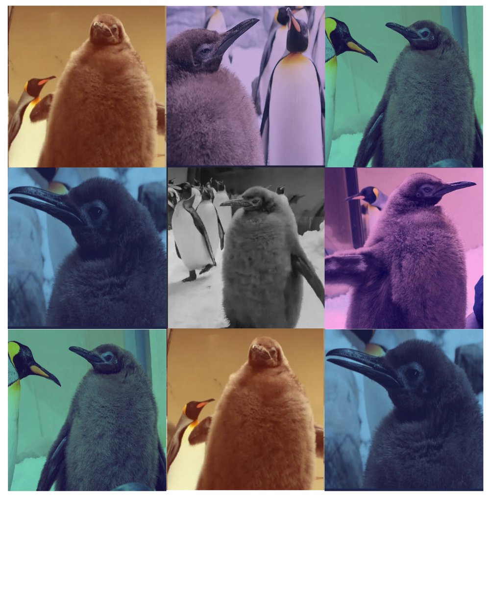 Funny Pets videos tweet media