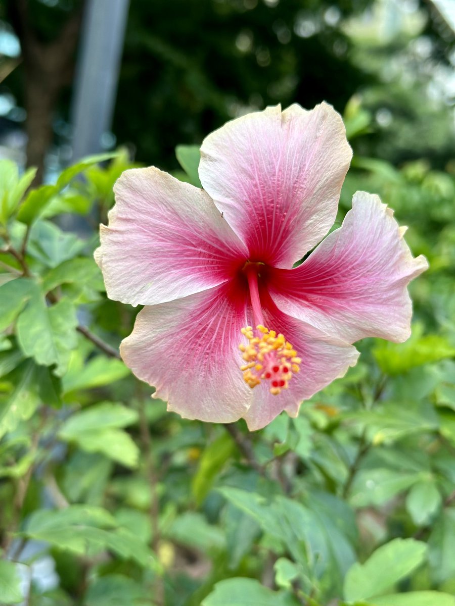 doksandy's tweet photo. #saturdaymorningBangkok  #Benchasiripark https://t.co/6tEwv9dAyM