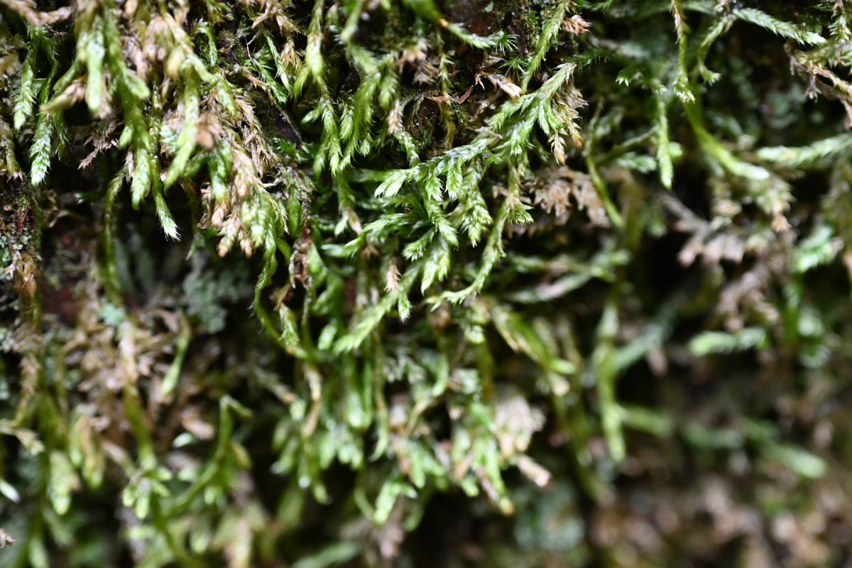 クサゴケ

いつまで経ってもすぐ同定は無理