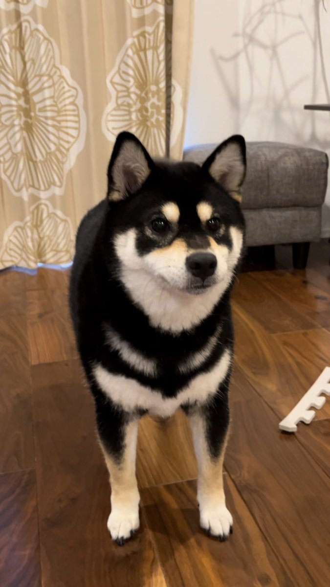 ←マッチングアプリで夏会う約束した犬
　　　　　　　　　　　　冬に来た犬→