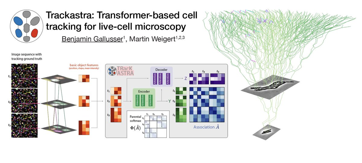 Martin Weigert (maweigert.bsky.social) (@martweig) on Twitter photo On my way to #ECCV24 in Milan!
🔬Our workshop on bioimage computing will be Sun 29th 9am-1pm Amber 5, please join! bioimagecomputing.com/program/detail…
📜<a href="/bengallusser/">Ben Gallusser</a> will present his work on transformer based cell-tracking Poster #323 on Tue 1st 10:30am
🤝DM if you want to meet :) On my way to #ECCV24 in Milan!
🔬Our workshop on bioimage computing will be Sun 29th 9am-1pm Amber 5, please join! bioimagecomputing.com/program/detail…
📜<a href="/bengallusser/">Ben Gallusser</a> will present his work on transformer based cell-tracking Poster #323 on Tue 1st 10:30am
🤝DM if you want to meet :)