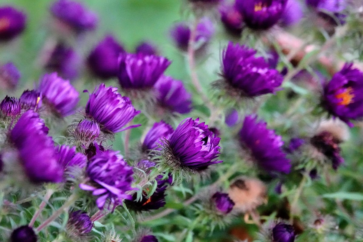 fotoaufnahme's tweet photo. Die Temperaturen gehen zurück. #Astern blühen in unterschiedlicher Färbung. #Garten https://t.co/kHOLhFZIfa
