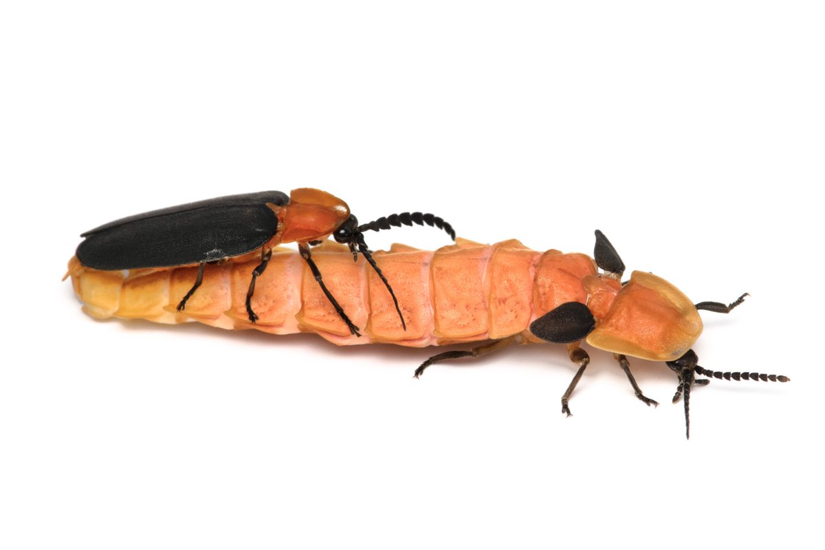 ヤエヤママドボタルのオスとメス

ぜんぜん違う生き物に見えますが、上にいる小さいのがオス、下にいるイモムシみたいなのがメスです。

どちらも成虫です。いろいろすごい。
