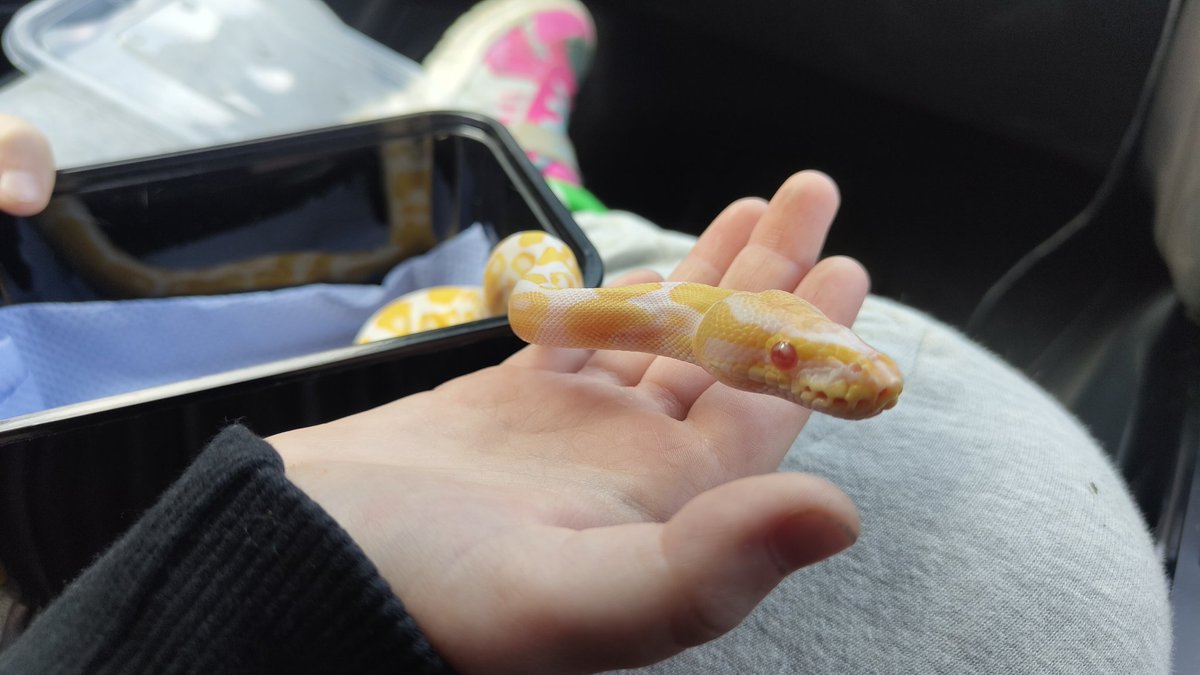 MathPig_'s tweet image. I did it again haha it&apos;s all Elena&apos;s fault.. but isn&apos;t she Stunning!