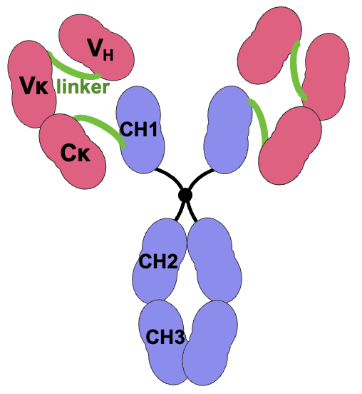 Michel Cogné (@michel_cognelab) on Twitter photo Happy to share our latest report (<a href="/SciReports/">Scientific Reports</a>) on smartly edited "Bespoken Antibody Releasing (BAR)"-B cells! Congratulations to Marine, Natsuko, Jenny, Yannic and thanks to all the collaborators... rdcu.be/dVoD5 Happy to share our latest report (<a href="/SciReports/">Scientific Reports</a>) on smartly edited "Bespoken Antibody Releasing (BAR)"-B cells! Congratulations to Marine, Natsuko, Jenny, Yannic and thanks to all the collaborators... rdcu.be/dVoD5