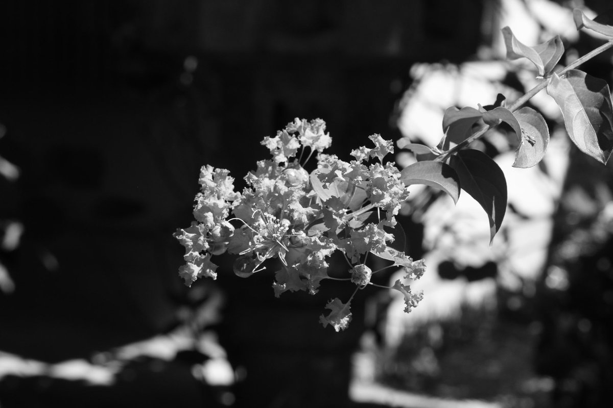 今月の14日に撮ったやつ。