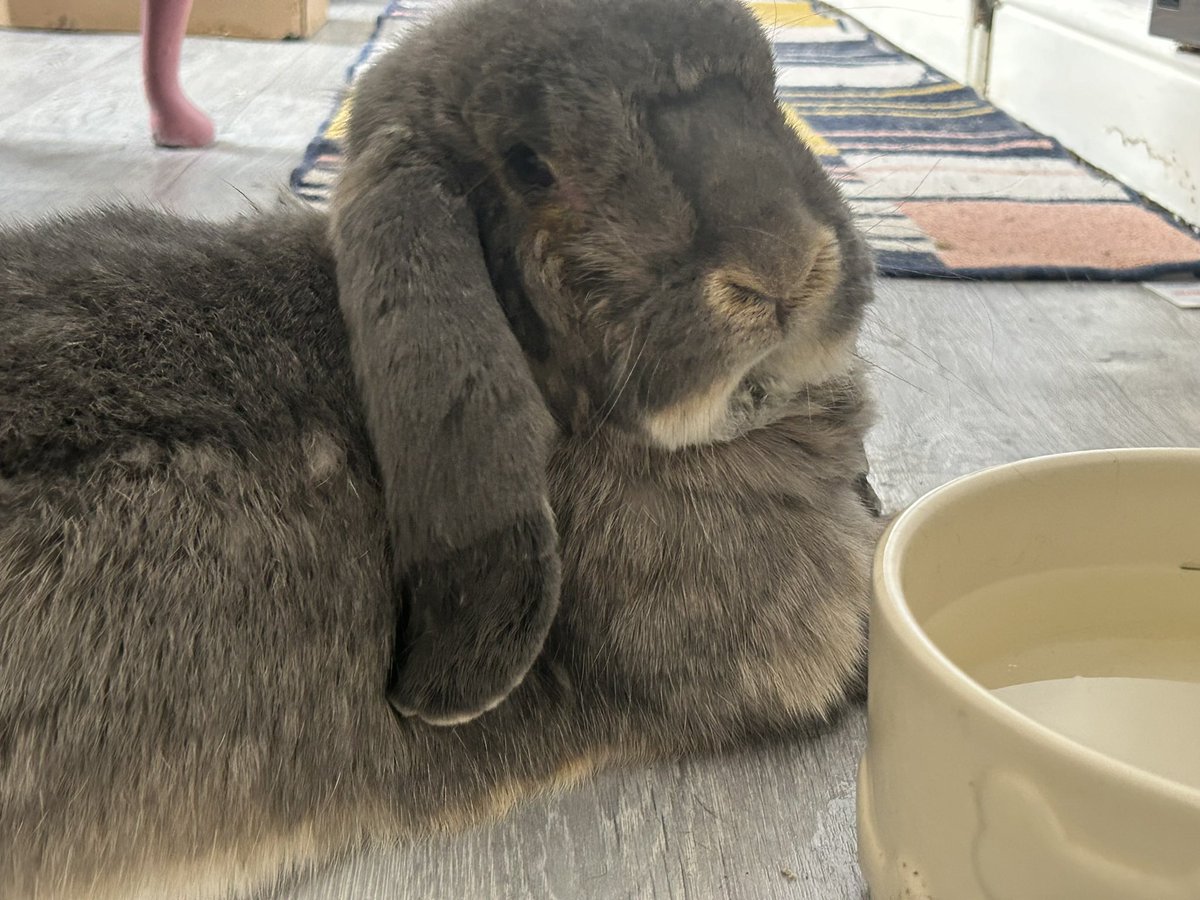 Carrot Cottage Rabbit Rescue tweet media