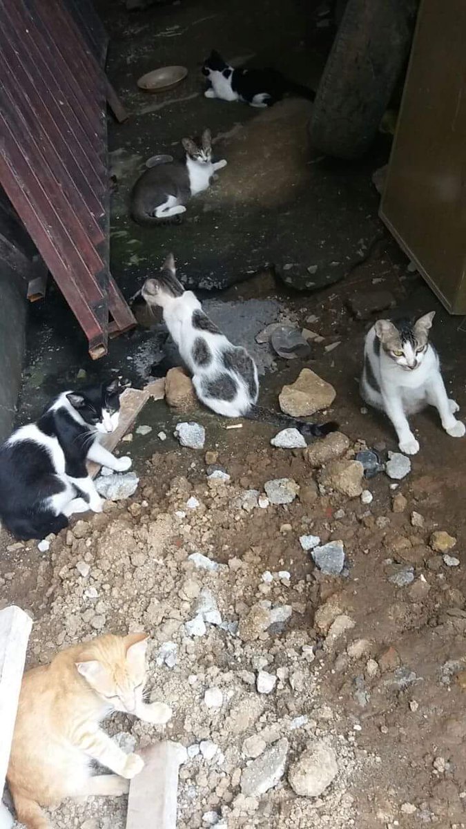 Happy_C4t_'s tweet photo. Please help urgently to get treatment and some food. Share and do not ignore anything that will save cats. Thank you

https://t.co/vQj4rc56eZ https://t.co/g8NGkmMhIj