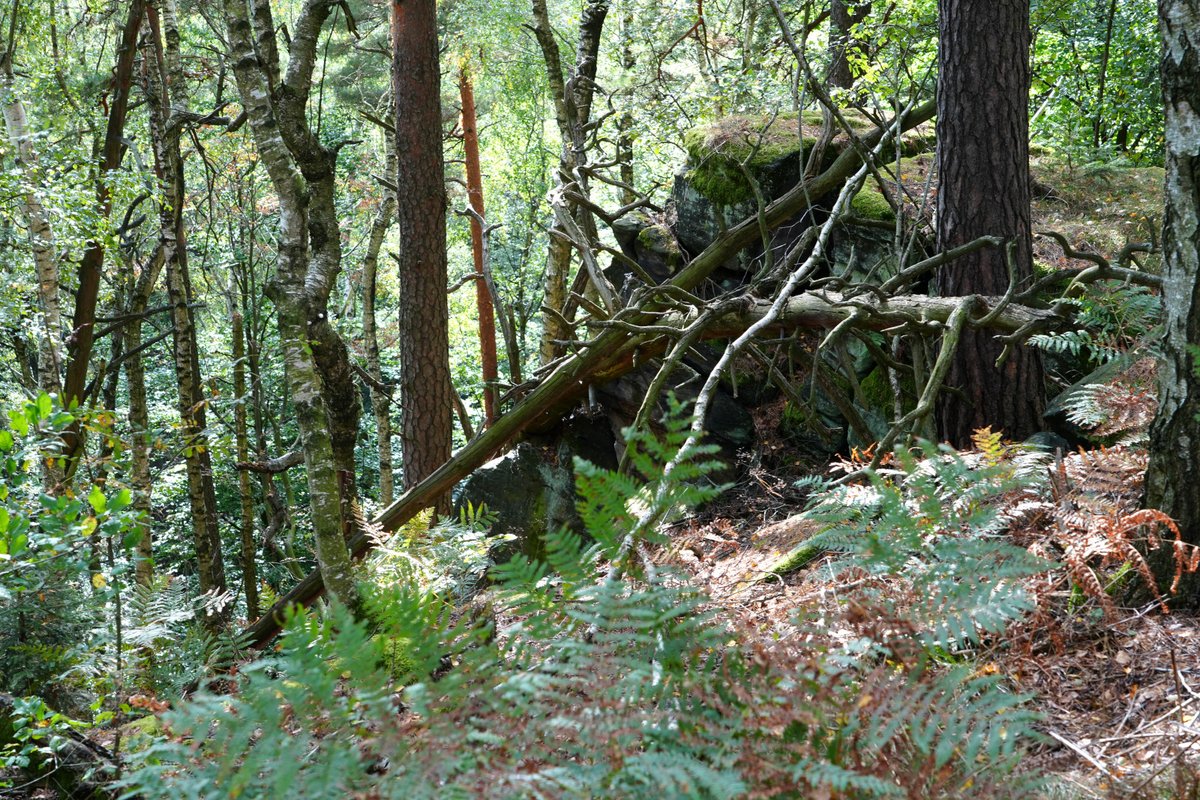 Forstler1's tweet photo. An den Fichtenwänden führt der #Forststeig Elbsandstein vorüber. Sandsteinfelsen am Abhang, oben schlängelt sich der romantische Trekkingpfad entlang. Eine sehr romantische Gegend an der sächsische-böhmischen Grenze. https://t.co/JyLRGijoim