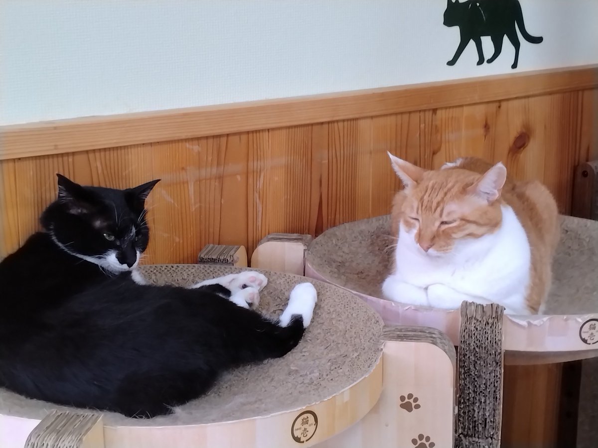 minamijujiza's tweet image. 會津めごねこにゃう。
残り時間10分切ってる
#会津若松市
#猫カフェ
#會津めごねこ
#猫
#cat
#ねこ好きさんと繋がりたい