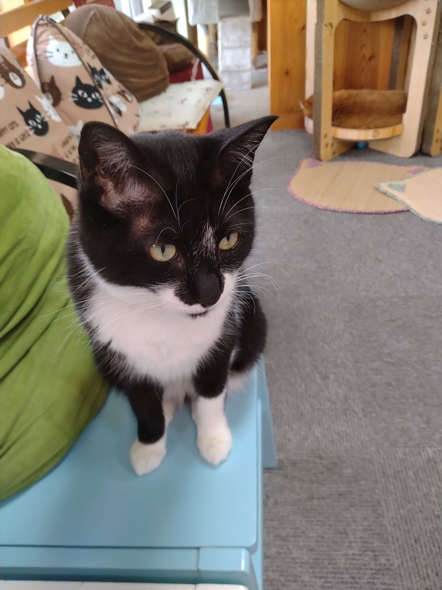 minamijujiza's tweet image. 會津めごねこにゃう。
残り時間10分切ってる
#会津若松市
#猫カフェ
#會津めごねこ
#猫
#cat
#ねこ好きさんと繋がりたい